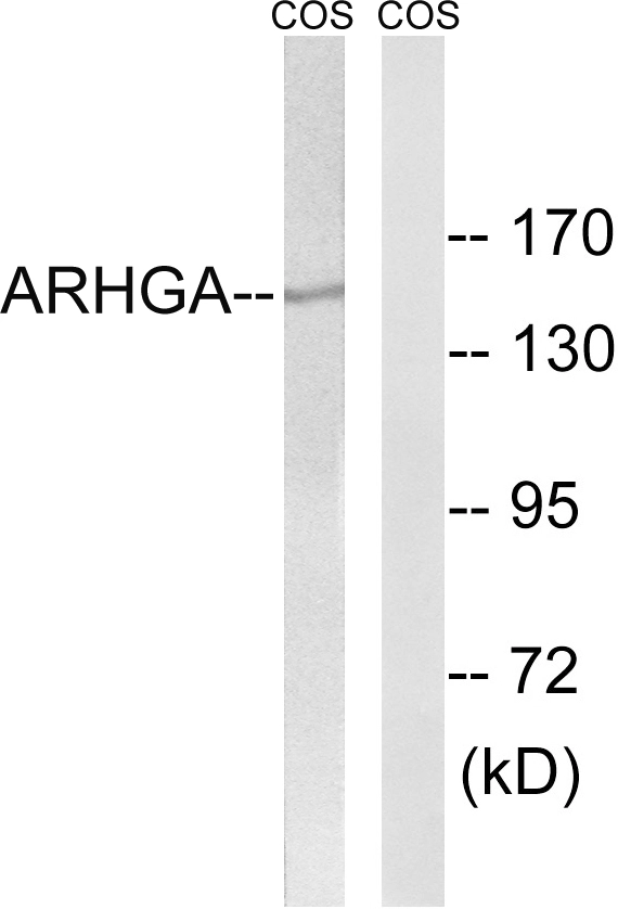 WB analysis of COS7 cell lysates using GTX87755 ARHGEF10 antibody. The lane on the right is blocked with the synthesized peptide.