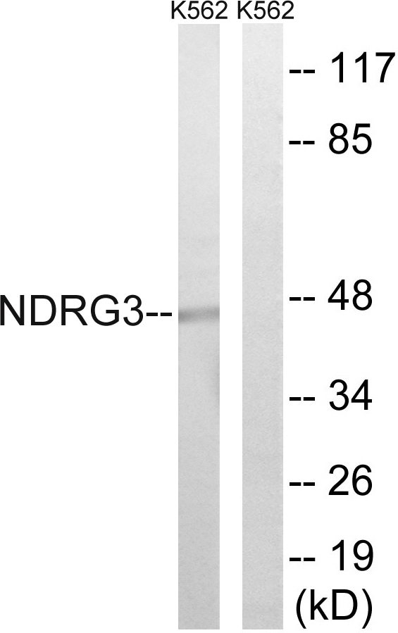 WB analysis of K562 cell lysates using GTX87787 NDRG3 antibody. The lane on the right is blocked with the synthesized peptide.