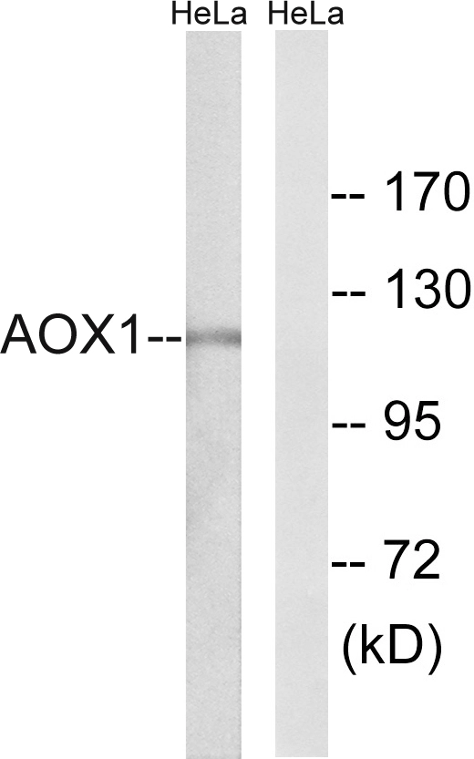 WB analysis of HeLa cell lysates using GTX87822 AOX1 antibody. The lane on the right is blocked with the synthesized peptide.