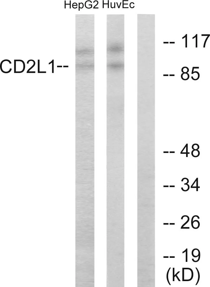 WB analysis of HUVEC and HepG2 cell lysates using GTX87856 CD2L1 antibody. The lane on the right is blocked with the synthesized peptide. WB analysis of HUVEC and HepG2 cell lysates using GTX87856 CD2L1 antibody. The lane on the right is blocked with the synthesized peptide.