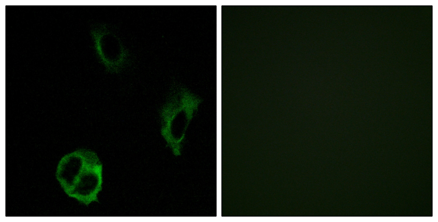 ICC/IF analysis of COS7 cells using GTX87938 OR51I1 antibody. The picture on the right is blocked with the synthesized peptide.