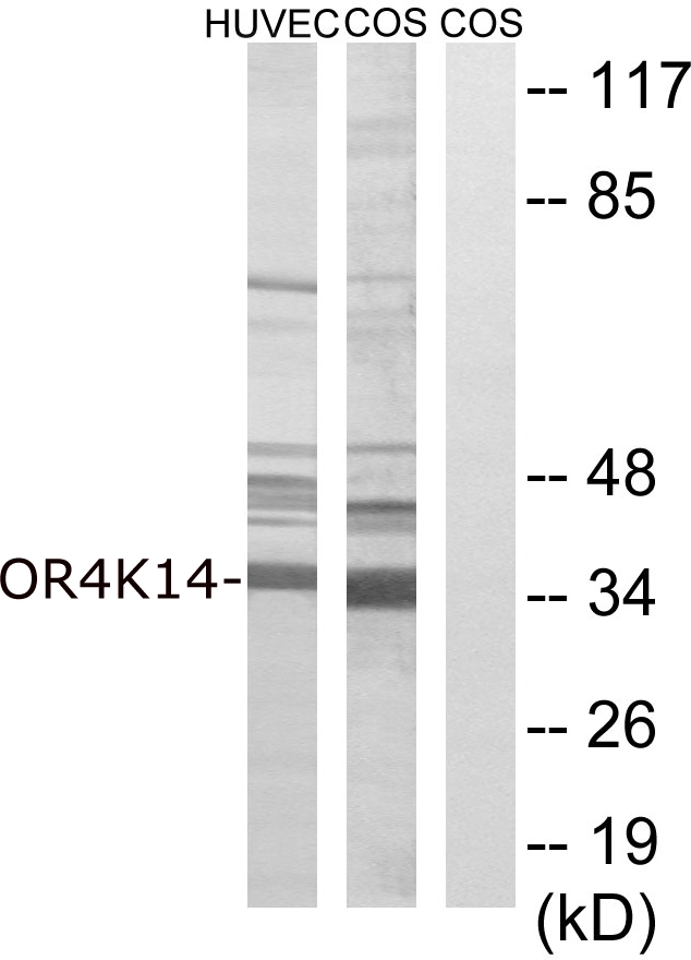 WB analysis of COS7 and HUVEC cell lysates using GTX87987 OR4K14 antibody. The lane on the right is blocked with the synthesized peptide.