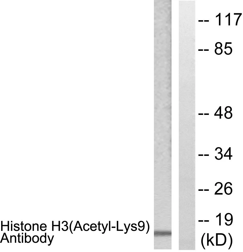 WB analysis of Raw264.7 cells treated with TSA 400nM (24h) lysate using GTX88007 Histone H3K9ac (Acetyl Lys9) antibody. The lane on the right is blocked with the synthesized peptide.