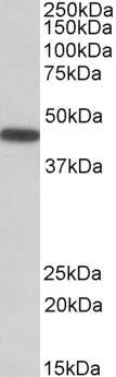 WB analysis of mouse eye lysate using GTX88088 PBX1 antibody, Internal. Dilution : 0.5microg/ml Loading : 35microg protein in RIPA buffer