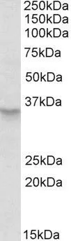 WB analysis of HeLa lysate using GTX88102 Peroxin 2 antibody,Internal. Dilution : 0.5ug/ml Loading : 35ug protein in RIPA buffer