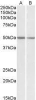 WB analysis of mouse brain (A) and rat brain (B) lysates using GTX88107 GNAS antibody, Internal. Dilution : 0.1microg/ml Loading : 35microg protein in RIPA buffer WB analysis of mouse brain (A) and rat brain (B) lysates using GTX88107 GNAS antibody, Internal. Dilution : 0.1microg/ml Loading : 35microg protein in RIPA buffer