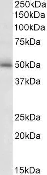 WB analysis of mouse brain lysate using GTX88118 GABA A Receptor gamma 2 antibody, Internal. Dilution : 2microg/ml Loading : 35microg protein in RIPA buffer