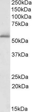 WB analysis of human cerebellum lysate using GTX88149 PDE1A antibody, C-term. Dilution : 1microg/ml Loading : 35microg protein in RIPA buffer