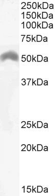 WB analysis of Daudi cell ysate (35microg protein in RIPA buffer) using GTX88185 LSP1 antibody, C-term. Dilution : 0.03microg/ml