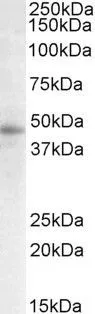 WB analysis of human breast lysate using GTX88199 STAP2 (aa391-403) antibody, C-term. Dilution : 0.3microg/ml Loading : 35microg protein in RIPA buffer WB analysis of human breast lysate using GTX88199 STAP2 (aa391-403) antibody, C-term. Dilution : 0.3microg/ml Loading : 35microg protein in RIPA buffer