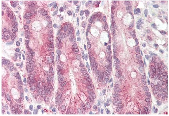 IHC-P analysis of human small intestine using GTX88199 STAP2 (aa391-403) antibody, C-term. Antigen retrieval : citrate buffer pH 6 Dilution : 3.75microg/ml