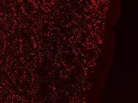 IHC-Fr analysis of PFA-perfused human hypothalamus using GTX88303 Galanin antibody, Internal. Antigen retrieval : citrate buffer pH 6 at 80C for 30min Dilution : 0.3microg/ml IHC-Fr analysis of PFA-perfused human hypothalamus using GTX88303 Galanin antibody, Internal. Antigen retrieval : citrate buffer pH 6 at 80C for 30min Dilution : 0.3microg/ml