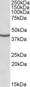 WB analysis of HeLa lysate using GTX88334 NUDC antibody, Internal. Dilution : 0.3microg/ml Loading : 35microg protein in RIPA buffer WB analysis of HeLa lysate using GTX88334 NUDC antibody, Internal. Dilution : 0.3microg/ml Loading : 35microg protein in RIPA buffer
