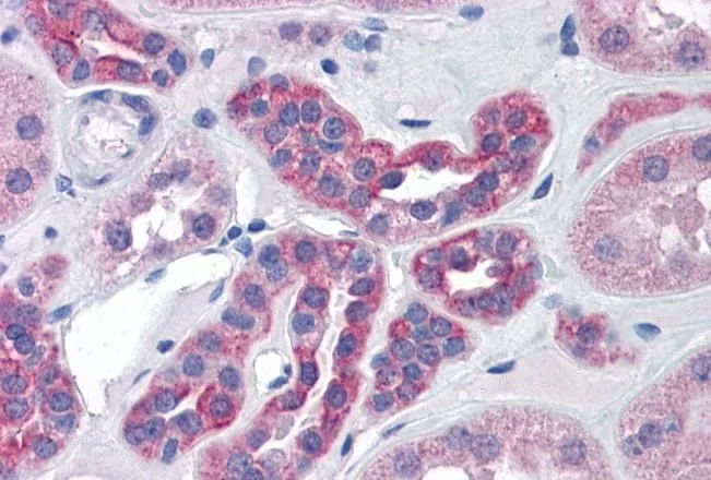 IHC-P analysis of human kidney using GTX88422 CENTG1 antibody, Internal. Antigen retrieval : citrate buffer pH 6 Dilution : 3.75microg/ml