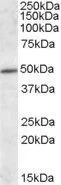 WB analysis of mouse brain lysate using GTX88435 HIPPI antibody, Internal. Dilution : 1microg/ml Loading : 35microg protein in RIPA buffer WB analysis of mouse brain lysate using GTX88435 HIPPI antibody, Internal. Dilution : 1microg/ml Loading : 35microg protein in RIPA buffer