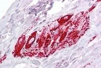IHC-P analysis of human small intestine using GTX88466 ITM2B antibody, Internal. Antigen retrieval : citrate buffer pH 6 Dilution : 2.5microg/ml