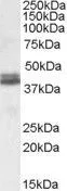 WB analysis of human cerebellum lysate using GTX88469 Nudel antibody, Internal. Dilution : 0.1microg/ml Loading : 35microg protein in RIPA buffer WB analysis of human cerebellum lysate using GTX88469 Nudel antibody, Internal. Dilution : 0.1microg/ml Loading : 35microg protein in RIPA buffer