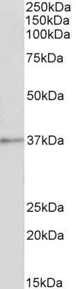 WB analysis of pig spleen lysate using GTX88476 Annexin A1 antibody, C-term. Dilution : 1microg/ml Loading : 35microg protein in RIPA buffer