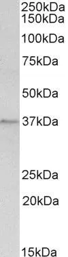 WB analysis of rat spleen lysate using GTX88476 Annexin A1 antibody, C-term. Dilution : 1microg/ml Loading : 35microg protein in RIPA buffer