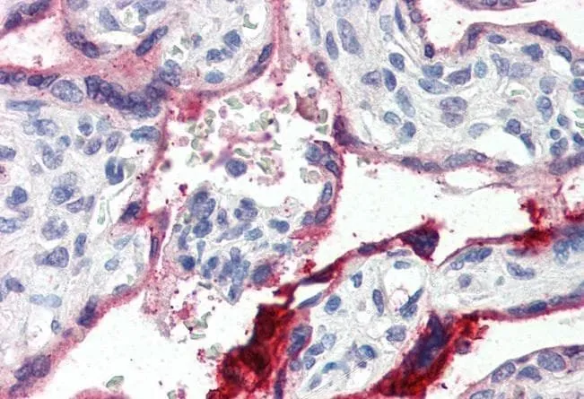 IHC-P analysis of human placenta using GTX88476 Annexin A1 antibody, C-term. Antigen retrieval : citrate buffer pH 6 Dilution : 4microg/ml