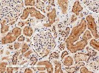 IHC-P analysis of human kidney using GTX88484 Arginase 1 antibody, C-term. Antigen retrieval : Tris/EDTA buffer pH 9 Dilution : 4microg/ml