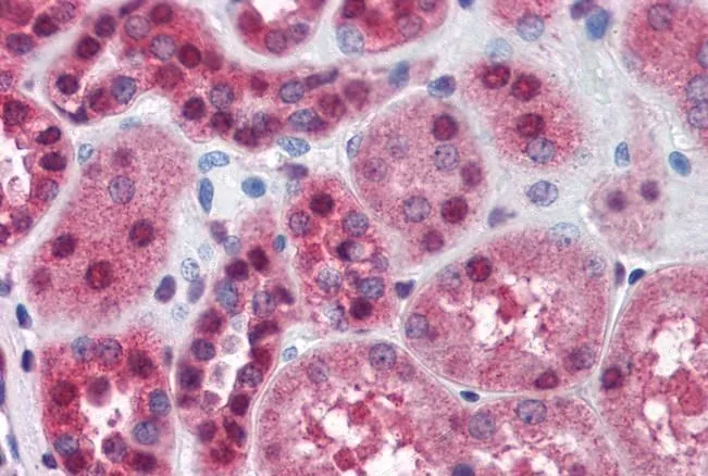 IHC-P analysis of human kidney using GTX88487 FKBP4 antibody, C-term. Antigen retrieval : citrate buffer pH 6 Dilution : 3.75microg/ml