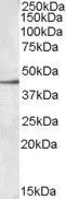 WB analysis of Molt-4 cell lysate using GTX88527 SIGLEC8 antibody, Internal. Dilution : 0.3microg/ml Loading : 35microg protein in RIPA buffer WB analysis of Molt-4 cell lysate using GTX88527 SIGLEC8 antibody, Internal. Dilution : 0.3microg/ml Loading : 35microg protein in RIPA buffer