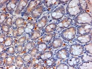 IHC-P analysis of mouse colon using GTX88533 Apolipoprotein A4 antibody, Internal. Antigen retrieval : citrate buffer pH 6 Dilution : 2microg/ml IHC-P analysis of mouse colon using GTX88533 Apolipoprotein A4 antibody, Internal. Antigen retrieval : citrate buffer pH 6 Dilution : 2microg/ml