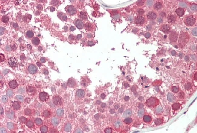 IHC-P analysis of human testis using GTX88563 COG7 antibody, Internal. Antigen retrieval : citrate buffer pH 6 Dilution : 5microg/ml