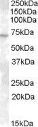 WB analysis of A431 lysate using GTX88692 ABCE1 antibody, C-term. Dilution : 0.3microg/ml Loading : 35microg protein in RIPA buffer WB analysis of A431 lysate using GTX88692 ABCE1 antibody, C-term. Dilution : 0.3microg/ml Loading : 35microg protein in RIPA buffer