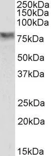 WB analysis of HepG2 cell lysate using GTX88726 SEL1L antibody, Internal. Dilution : 0.3microg/ml Loading : 35microg protein in RIPA buffer