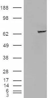 WB analysis of HEK293 overexpressing IGF2BP2 (mock transfection in first lane) using GTX88840 IGF2BP2 antibody, C-term.
