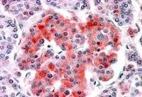 IHC-P analysis of human pancreas using GTX88845 Kir6.2 antibody, Internal (near the N-term). Antigen retrieval : citrate buffer pH 6 Dilution : 3.8microg/ml