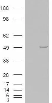 WB analysis of HEK293 overexpressing Casein Kinase 1 epsilon (mock transfection in first lane) using GTX88851 Casein Kinase 1 epsilon antibody,C-term.
