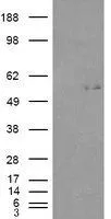 WB analysis of HEK293 overexpressing GCNT3 (mock transfection in first lane) using GTX88861 GCNT3 (aa 273 to 284) antibody, Internal.
