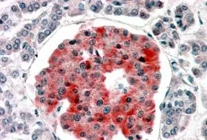 IHC-P analysis of human pancreas using GTX88908 Kir6.2 antibody, Internal (near the N-term). Antigen retrieval : citrate buffer pH 6 Dilution : 3.8microg/ml