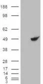 WB analysis of HEK293 overexpressing BHMT (mock transfection in first lane) using GTX88988 BHMT antibody, C-term.