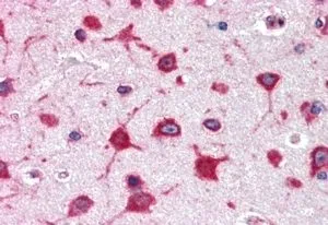 IHC-P analysis of human cerebral cortex using GTX88990 RPL8 antibody, Internal. Antigen retrieval : citrate buffer pH 6 Dilution : 2.5microg/ml