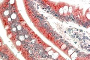 IHC-P analysis of human small intestine using GTX88992 MIC1 antibody, Internal. Antigen retrieval : citrate buffer pH 6 Dilution : 5microg/ml
