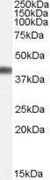WB analysis of human brain (frontal cortex) lysate using GTX89009 Cyclophilin 40 antibody, Internal. Dilution : 0.1microg/ml Loading : 35microg protein in RIPA buffer WB analysis of human brain (frontal cortex) lysate using GTX89009 Cyclophilin 40 antibody, Internal. Dilution : 0.1microg/ml Loading : 35microg protein in RIPA buffer