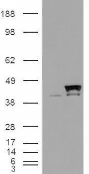WB analysis of HEK293 overexpressing Cyclophilin 40 (mock transfection in first lane) using GTX89009 Cyclophilin 40 antibody, Internal.