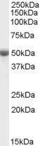 WB analysis of human ovary lysate using GTX89120 TRAF2 antibody, C-term. Dilution : 0.1microg/ml Loading : 35microg protein in RIPA buffer WB analysis of human ovary lysate using GTX89120 TRAF2 antibody, C-term. Dilution : 0.1microg/ml Loading : 35microg protein in RIPA buffer