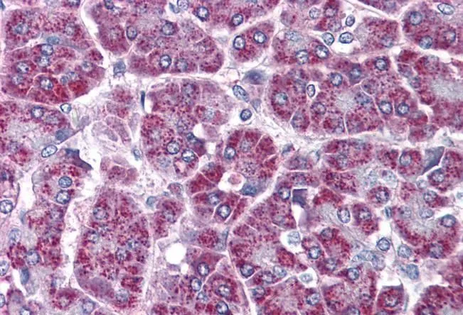 IHC-P analysis of human pancreas using GTX89120 TRAF2 antibody, C-term. Antigen retrieval : citrate buffer pH 6 Dilution : 3.75microg/ml