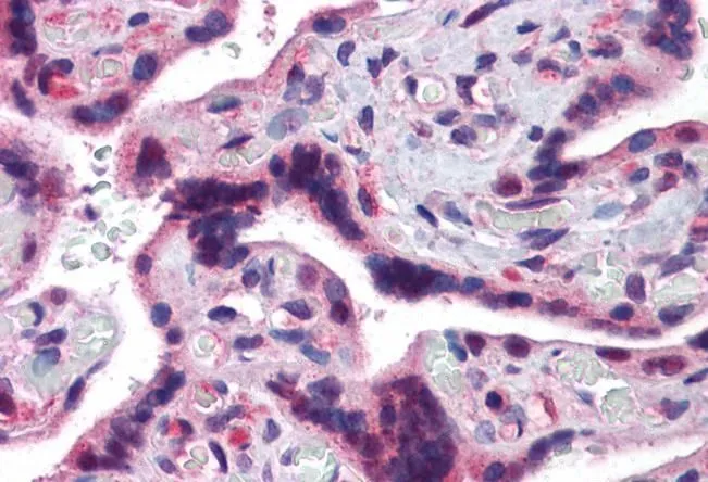 IHC-P analysis of human placenta using GTX89120 TRAF2 antibody, C-term. Antigen retrieval : citrate buffer pH 6 Dilution : 3.75microg/ml