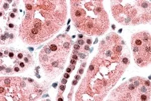 IHC-P analysis of human kidney using GTX89120 TRAF2 antibody, C-term. Antigen retrieval : citrate buffer pH 6 Dilution : 3.8microg/ml