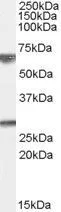 WB analysis of human brain (cerebellum) lysate using GTX89175 GPSM2 antibody, Internal. Dilution : 0.01microg/ml Loading : 35microg protein in RIPA buffer