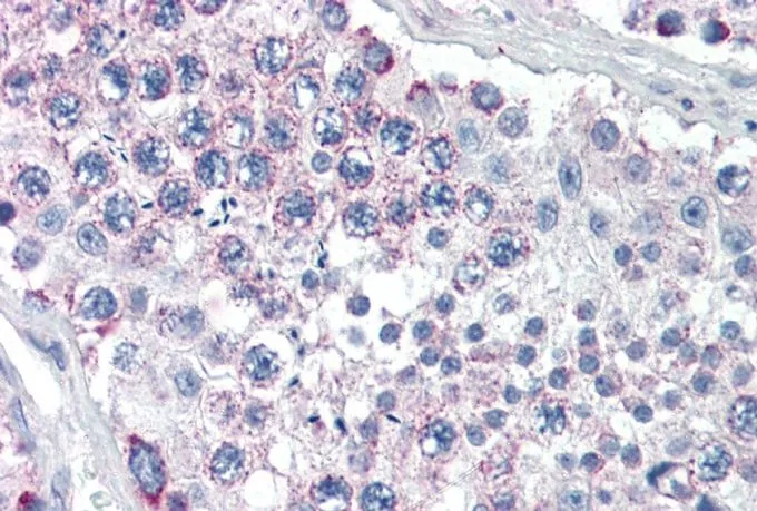 IHC-P analysis of human testis using GTX89175 GPSM2 antibody, Internal. Antigen retrieval : citrate buffer pH 6 Dilution : 5microg/ml