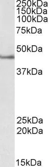 WB analysis of Jurkat lysate using GTX89243 SEPT1 antibody, Internal. Dilution : 2microg/ml Loading : 35microg protein in RIPA buffer WB analysis of Jurkat lysate using GTX89243 SEPT1 antibody, Internal. Dilution : 2microg/ml Loading : 35microg protein in RIPA buffer