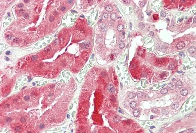 IHC-P analysis of human kidney using GTX89276 STAT3 antibody, Internal. Antigen retrieval : citrate buffer pH 6 Dilution : 5microg/ml