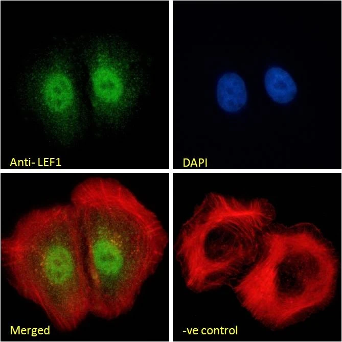 ICC/IF analysis of PFA-fixed U2OS cells using GTX89284 LEF1 antibody, Internal. Actin filaments were stained with phalloidin (red) and the nuclear stain is DAPI (blue). Negative control (-ve) : Unimmunized goat IgG Permeabilization : 0.15% Triton Dilution : 10microg/ml